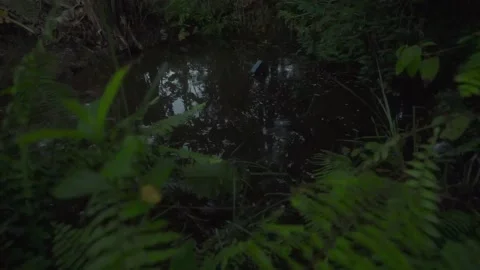 The abandoned pond Stock-Footage 194354244
