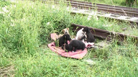 Abandoned puppies Stock Footage 24616042