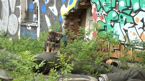 Abandoned Puppies Stock Footage 108390853