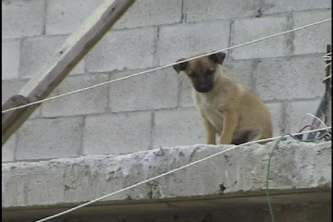Abandoned Puppy Stock Footage 296716