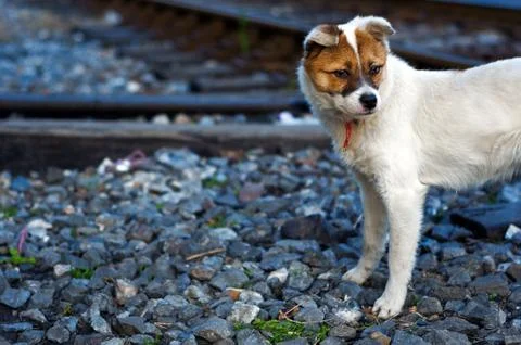 Abandoned puppy Stock Photos