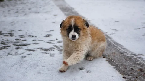 Abandoned puppy in the snow Video stock 127814736