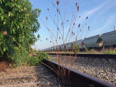 Abandoned Railroad with Vegetation Stockbeeldmateriaal 78774001