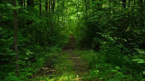 Abandoned Railway Path Through Deep Green Summer Forest Stock Footage 338268473