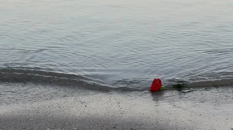 Abandoned red rose saved by a young single lady Stock Footage 12272902