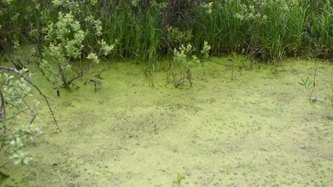 Abandoned river green with moss on the surface. Stock Footage 133127891