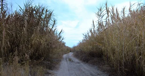 Abandoned road in high vegetation Stock Footage 116608777