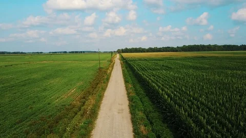 Abandoned road next to cornfield Stock Footage 78736660