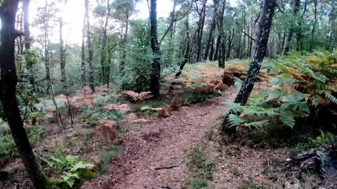 An abandoned road in the woods Stock Footage 253255052