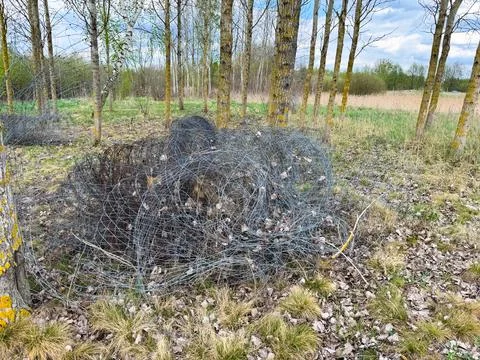 Abandoned rolls of rusty wire mesh fencing tangled among dry leaves and gra.. Stock Photos