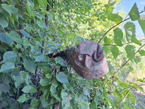 Abandoned Rusty Cap Stuck in Tree Branches Stockfoto's