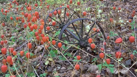 Abandoned rusty wheels and wind in Physalis alkekengi, Chinese Lantern Stock Footage 293079757