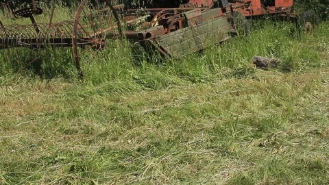 Abandoned Soviet combine harvester Stock Footage 97784900