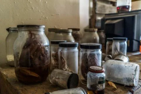 Abandoned Specimen Jars Stock Photos