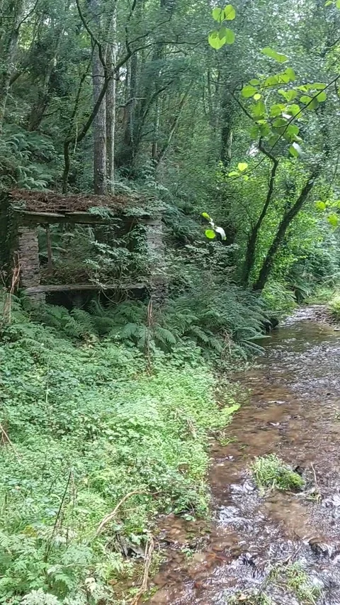 Abandoned stone mill ruin hidden by lush green ferns along a serene woodland Stock Footage 346714478