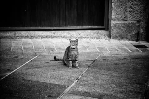 Abandoned stray cat Stock Photos