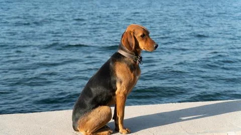 Abandoned stray dog problem in Turkey. Dog spaying problem in streets. Stock Photos