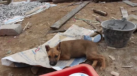 Abandoned, stray dog standing down, waiting affection, Homeless animal Stock Footage 45919460