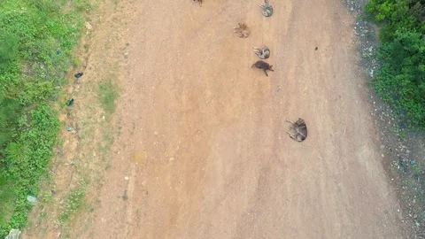Abandoned stray dogs Stock Footage 197529119