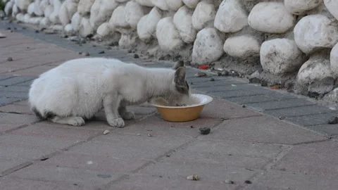 Abandoned street kitten eats from a toe Stock-Footage 145935850