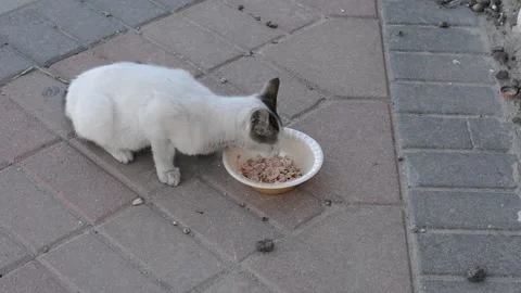 Abandoned street kitten eats from a toe Stock Footage 145935997
