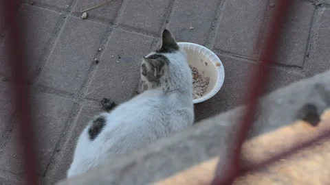 Abandoned street kitten eats from a toe Stock Footage 145936218