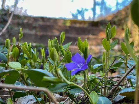Abandoned structure deep in the woods Stock Photos