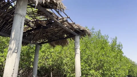 An abandoned structure in a mangrove estuary. Concept of nature taking over man. Stock Footage 186795764