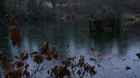 Abandoned Structure in a Pond in the Rain Woods Forest 動画素材 103636241
