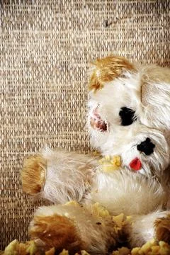 Abandoned Teddy Bear 库存照片