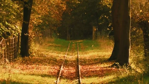 Abandoned Train Tracks Through Autumn Forest with Falling Leaves Stock Footage 321124961