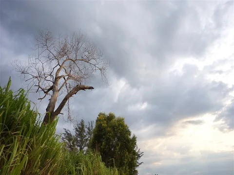 Abandoned tree with cloudy day. Stock Footage 113031163