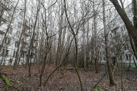 Abandoned tree-lined yard of Chernobyl 2. Chernobyl, Ukraine. Stock Photos