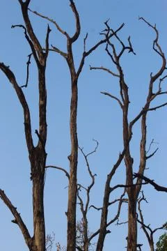 Abandoned tree or dried tree Stock Photos