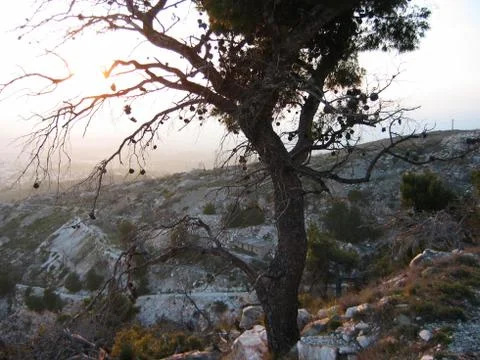 Abandoned tree at Penteli mountain Athens Greece 스톡 사진