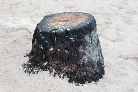 Abandoned Tree Stump on the White Sandy Beach Stock Photos