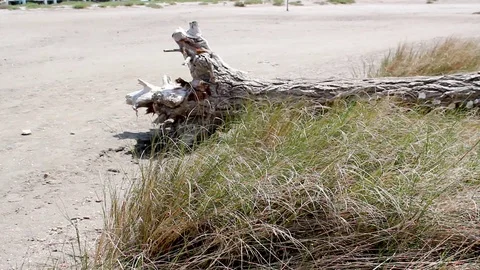 Abandoned tree trunk on sandy beach Stock Footage 112045006