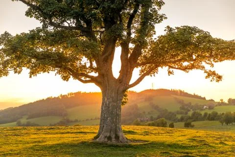 Abandoned tree when sun rays pass through the center of the trunk and orange  Stock-Fotos