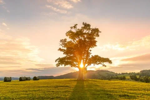Abandoned tree when sun rays pass through the center of the trunk and orange  Stock-Fotos