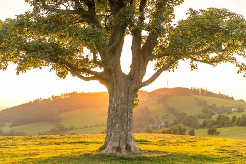 Abandoned tree when sun rays pass through the center of the trunk and orange  Stock-Fotos
