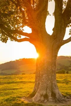 Abandoned tree when sun rays pass through the center of the trunk and orange  Stock-Fotos