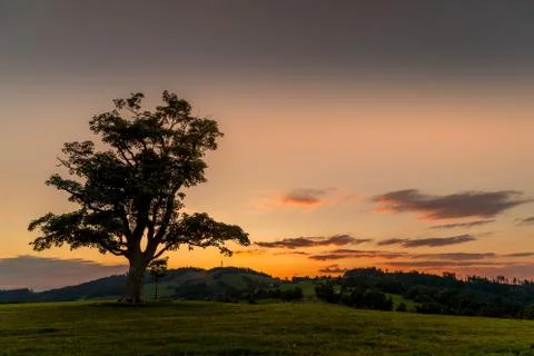 Abandoned tree when sun rays pass through the center of the trunk and orange  Фото