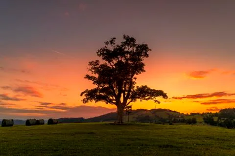 Abandoned tree when sun rays pass through the center of the trunk and orange  Stock-Fotos