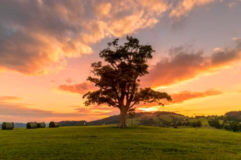 Abandoned tree when sun rays pass through the center of the trunk and orange  스톡 사진