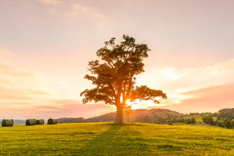 Abandoned tree when sun rays pass through the center of the trunk and orange  Foto stock