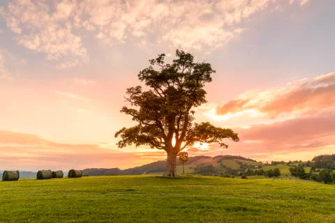 Abandoned tree when sun rays pass through the center of the trunk and orange  Stock-Fotos