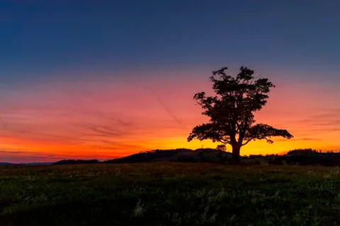 Abandoned tree when sun rays pass through the center of the trunk and orange  Stock-Fotos