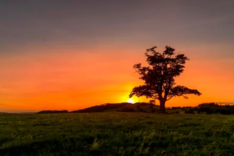 Abandoned tree when sun rays pass through the center of the trunk and orange  Stock-Fotos