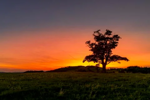 Abandoned tree when sun rays pass through the center of the trunk and orange  Фото
