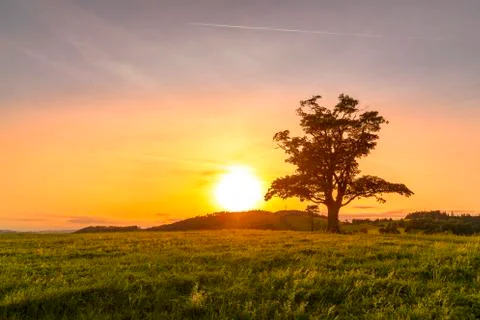 Abandoned tree when sun rays pass through the center of the trunk and orange  Stock-Fotos